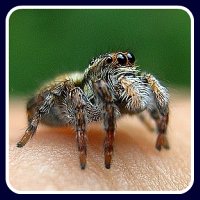 The Ultimate First Aid Guide To Funnel-Web Spider Bites